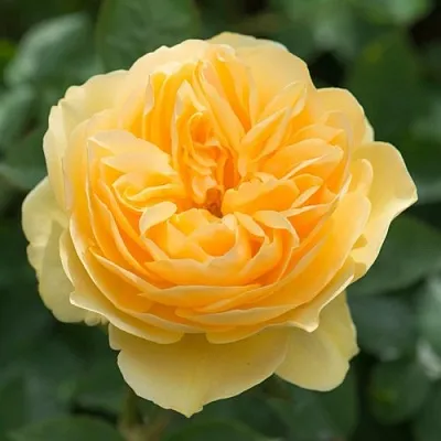 Саженцы роз ГРЕХАМ ТОМАС английская  Саженцы роз ГРЕХАМ ТОМАС английская в Томске