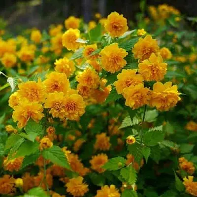 Керрия японская ПЛЕНИФЛОРА  Керрия японская ПЛЕНИФЛОРА в Томске