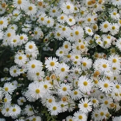 Болтония СНОУБЭНК в Томске