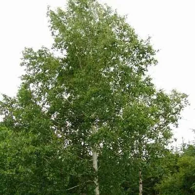 Береза бородавчатая  Береза бородавчатая в Томске