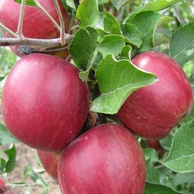 Яблоня МОСКОВСКОЕ ОЖЕРЕЛЬЕ колонновидная  Яблони Московское Ожерелье колонновидная в Томске