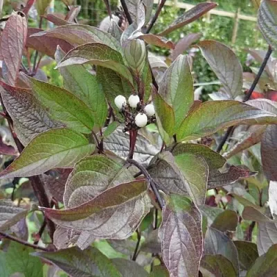 Дерен КЕССЕЛЬРИНГИ  Дерен КЕССЕЛЬРИНГИ в Томске