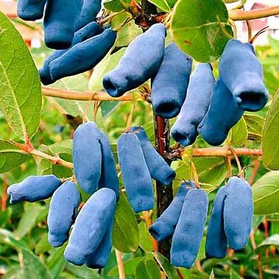 Жимолость съедобная НИМФА (ГАММА)  Жимолость съедобная НИМФА (ГАММА) в Томске