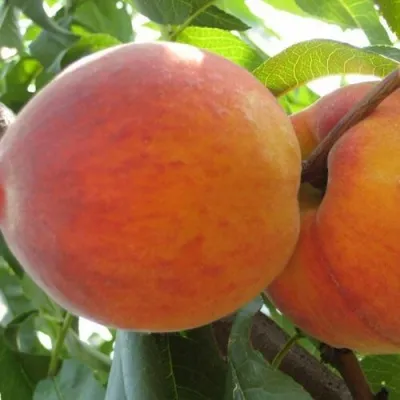 Персик СОЧНЫЙ в Томске