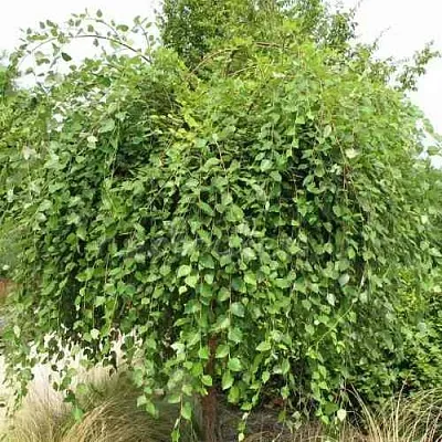 Береза САММЕР КАСКАД черная в Томске