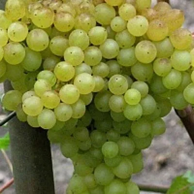 Виноград КИШМИШ 342 в Томске