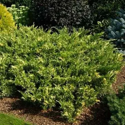 Можжевельник ВАРИЕГАТА казацкий  Можжевельник ВАРИЕГАТА казацкий в Томске