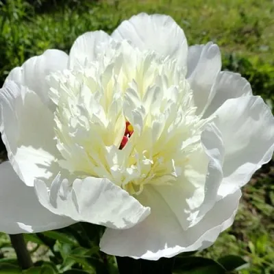 Пион ИММАКУЛИ травянистый в Томске