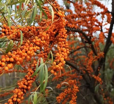 Облепиха СЕРАФИМА  Облепиха СЕРАФИМА в Томске