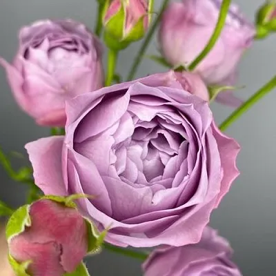 Саженцы роз ЛАВЕНДЕР БАБЛС спрей  Саженцы роз ЛАВЕНДЕР БАБЛС спрей в Томске