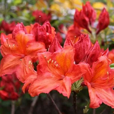 Азалия ЛИЛИНШТЕЙН японская  Азалия ЛИЛИНШТЕЙН японская в Томске