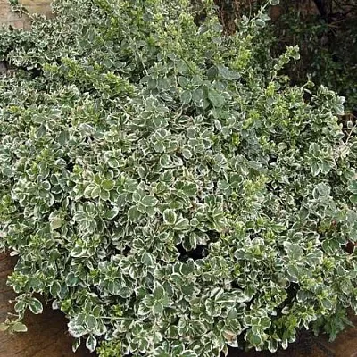 Бересклет ЭМЕРАЛЬД ГАИТИ форчуна в Томске