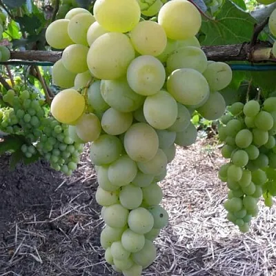 Виноград ФРУМОАСА АЛБЭ  Виноград ФРУМОАСА АЛБЭ в Томске