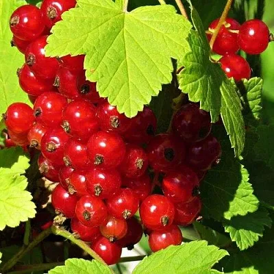 Смородина красная ГАЗЕЛЬ  Смородина красная ГАЗЕЛЬ в Томске