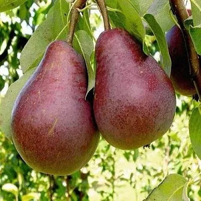 Груша с красной мякотью КРАСНАЯ ИЗ СААРЕМА в Томске