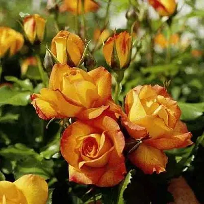 Саженцы роз САХАРА плетистая  Саженцы роз САХАРА плетистая в Томске