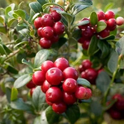 Клюква ХОЛЬШТАЙН  Клюква ХОЛЬШТАЙН в Томске