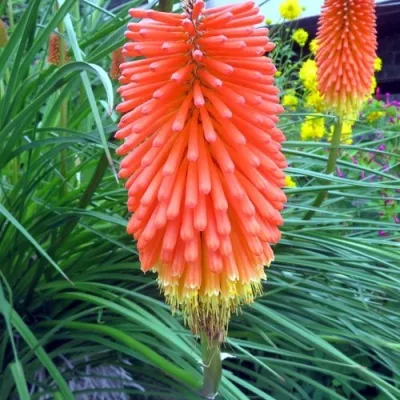 Книфофия БЕНГАЛ ФАЕР гибридная в Томске