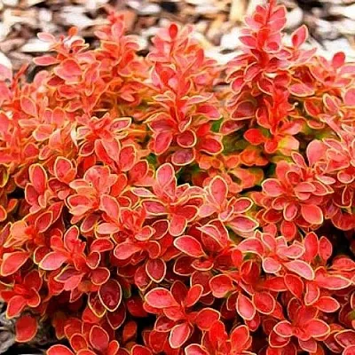 Барбарис КОРАЛ тунберга  Барбарис КОРАЛ тунберга в Томске