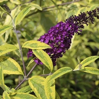 Буддлея давида САНТАНА  в Томске