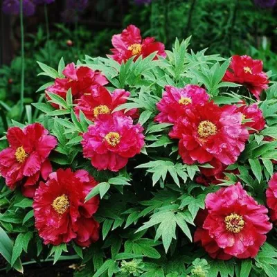 Пион КРАСНЫЙ ЛОТОС древовидный в Томске