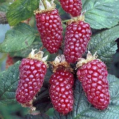 Ежемалина ТАЙБЕРРИ  Ежемалина ТАЙБЕРРИ в Томске