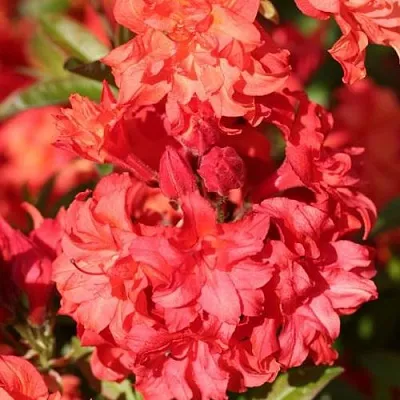 Азалия ФОЙЕРКОПФЕН крупноцветковая  Азалия ФОЙЕРКОПФЕН крупноцветковая в Томске