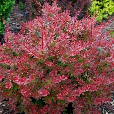 Барбарис ГОЛДЕН РИНГ тунберга  Барбарис ГОЛДЕН РИНГ тунберга в Томске