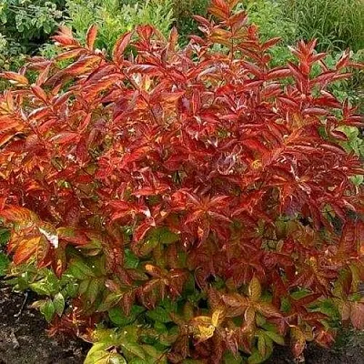 Вейгела ОГНЕННЫЕ КРЫЛЬЯ  Вейгела ОГНЕННЫЕ КРЫЛЬЯ в Томске