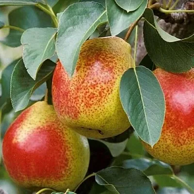 Груша ГОРНАЯ КРАСАВИЦА в Томске