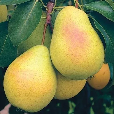 Груша МЛИЕВСКАЯ РАННЯЯ в Томске