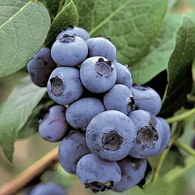 Голубика ПАТРИОТ  Голубика ПАТРИОТ в Томске