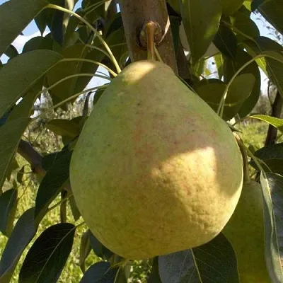 Груша СЛАДКАЯ ИЗ МЛИЕВА в Томске