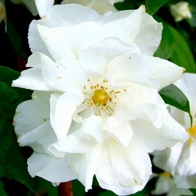 Жасмин РОЗАЦЕ  Жасмин РОЗАЦЕ в Томске