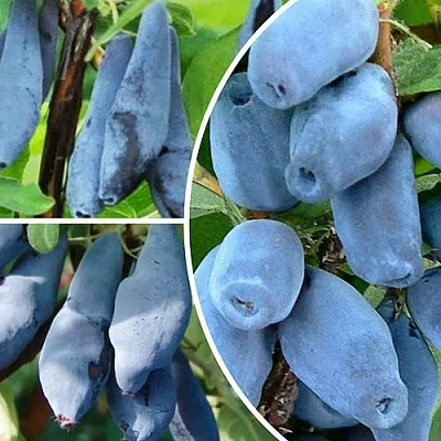 Комплект СИЯНИЕ ГЛАЗ в Томске