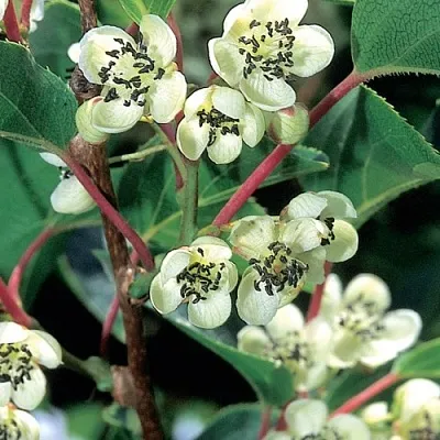 саженцы актинидии саженцы актинидии