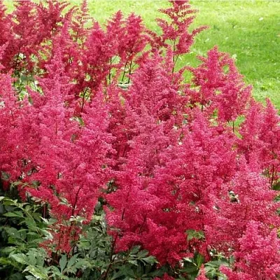 Астильба СКАЙСКРЕЙПЕР китайская в Томске