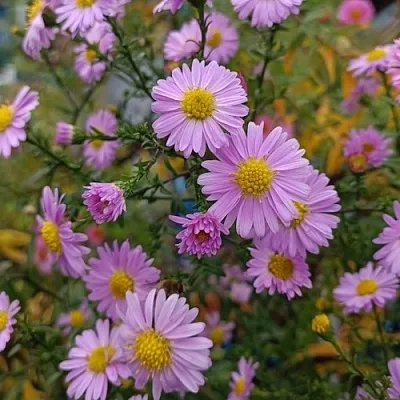 Астра СТРОУБЕРРИ ЭНД КРИМ новобельгийская в Томске