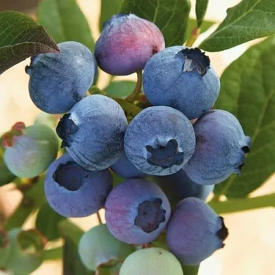 Голубика ОСОРНО  Голубика ОСОРНО в Томске