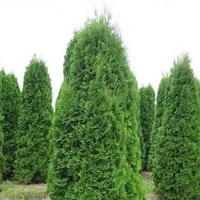Туя КОЛУМНА западная  Туя КОЛУМНА западная в Томске