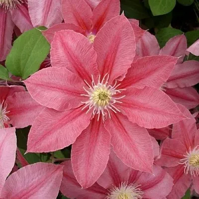 Клематис ЛИТЛ МЕРМЕЙД  Клематис ЛИТЛ МЕРМЕЙД в Томске