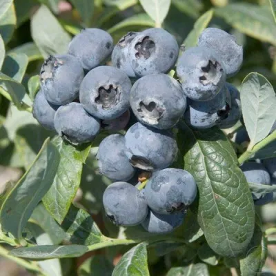 Голубика БРИГИТТА — описание сорта Голубика БРИГИТТА в Томске