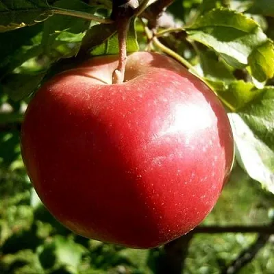 Яблоня НАСТЕНЬКА  Яблоня НАСТЕНЬКА в Томске