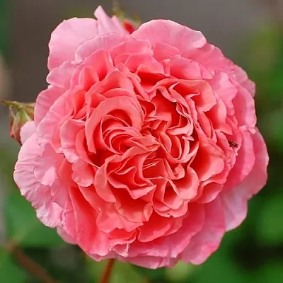 Саженцы роз ЛОРАН КАБРОЛЬ шраб  Саженцы роз ЛОРАН КАБРОЛЬ шраб в Томске