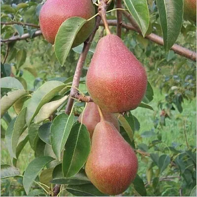 Груша РУМЯНАЯ КЕДРИНА в Томске