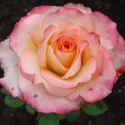 Саженцы роз ДУЭТ чайно-гибридная  Саженцы роз ДУЭТ чайно-гибридная в Томске