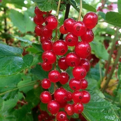 Смородина красная КОНСТАНТИНОВСКАЯ  Смородина красная КОНСТАНТИНОВСКАЯ в Томске