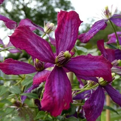 Клематис СВИТ САММЕР ЛАВ  Клематис СВИТ САММЕР ЛАВ в Томске