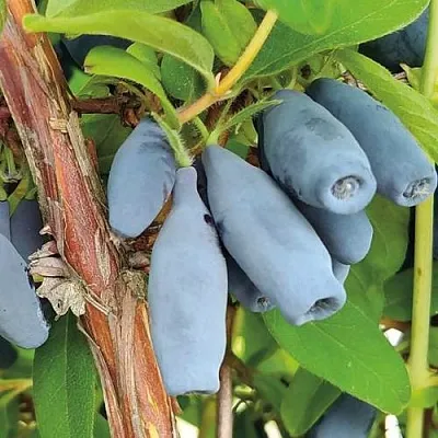 Жимолость съедобная ВОСТОРГ  Жимолость съедобная ВОСТОРГ в Томске