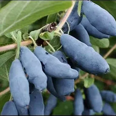 Жимолость съедобная СИНИЙ ШАРИК  Жимолость съедобная СИНИЙ ШАРИК в Томске